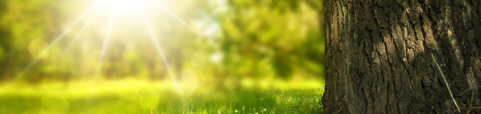 La parte baja de un árbol, en un campo verde iluminado por el sol, con más árboles difuminados al fondo